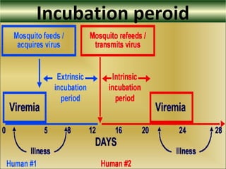 Incubation peroid
 