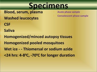 Specimens Blood, serum, plasma
 Washed leucocytes
 CSF
 Saliva
 Homogenized/minced autopsy tissues
 Homogenized pooled mosquitoes
 Wet ice - - Thiomersal or sodium azide
 <24 hrs: 4-80
C, -700
C for longer duration
 Acute phase sample
 Convalescent phase sample
 
