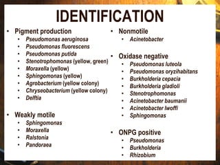IDENTIFICATION
• Pigment production
• Pseudomonas aeruginosa
• Pseudomonas fluorescens
• Pseudomonas putida
• Stenotrophomonas (yellow, green)
• Moraxella (yellow)
• Sphingomonas (yellow)
• Agrobacterium (yellow colony)
• Chryseobacterium (yellow colony)
• Delftia
• Weakly motile
• Sphingomonas
• Moraxella
• Ralstonia
• Pandoraea
• Nonmotile
• Acinetobacter
• Oxidase negative
• Pseudomonas luteola
• Pseudomonas oryzihabitans
• Burkholderia cepacia
• Burkholderia gladioli
• Stenotrophomonas
• Acinetobacter baumanii
• Acinetobacter lwoffi
• Sphingomonas
• ONPG positive
• Pseudomonas
• Burkholderia
• Rhizobium
 