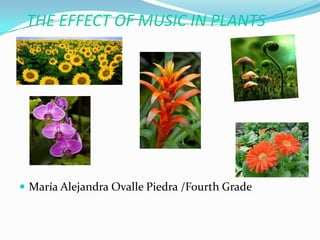 THE EFFECT OF MUSIC IN PLANTS

 María Alejandra Ovalle Piedra /Fourth Grade

 
