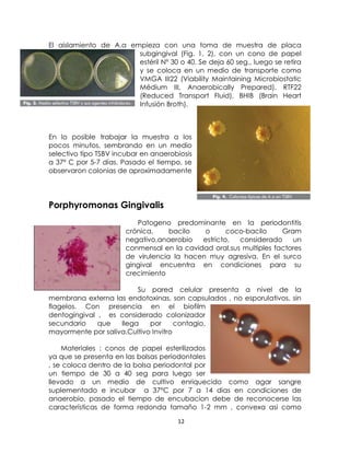 El aislamiento de A.a empieza con una toma de muestra de placa
subgingival (Fig. 1, 2), con un cono de papel
estéril Nº 30 o 40. Se deja 60 seg., luego se retira
y se coloca en un medio de transporte como
VMGA III22 (Viability Maintaining Microbiostatic
Médium III, Anaerobically Prepared), RTF22
(Reduced Transport Fluid), BHIB (Brain Heart
Infusión Broth).

En lo posible trabajar la muestra a los
pocos minutos, sembrando en un medio
selectivo tipo TSBV incubar en anaerobiosis
a 37º C por 5-7 días. Pasado el tiempo, se
observaron colonias de aproximadamente

Porphyromonas Gingivalis
Patogeno predominante en la periodontitis
crónica,
bacilo
o
coco-bacilo
Gram
negativo,anaerobio
estricto,
considerado
un
conmensal en la cavidad oral,sus multiples factores
de virulencia la hacen muy agresiva. En el surco
gingival encuentra en condiciones para su
crecimiento
Su pared celular presenta a nivel de la
membrana externa las endotoxinas, son capsulados , no esporulativos, sin
flagelos. Con presencia en el biofilm
dentogingival , es considerado colonizador
secundario
que
llega
por
contagio,
mayormente por saliva.Cultivo Invitro
Materiales : conos de papel esterilizados
ya que se presenta en las bolsas periodontales
, se coloca dentro de la bolsa periodontal por
un tiempo de 30 a 40 seg para luego ser
llevado a un medio de cultivo enriquecido como agar sangre
suplementado e incubar a 37°C por 7 a 14 dias en condiciones de
anaerobio, pasado el tiempo de encubacion debe de reconocerse las
características de forma redonda tamaño 1-2 mm , convexa asi como
12

 