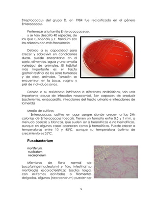 Streptococcus del grupo D, en 1984 fue reclasificado en el género
Enterococcus.
Pertenece a la familia Enterococcaceae,
y se han descrito 40 especies, de
las que E. faecalis y E. faecium son
las aisladas con más frecuencia.
Debido a su capacidad para
crecer y sobrevivir en condiciones
duras, puede encontrarse en el
suelo, alimentos, agua y una amplia
variedad de animales. El hábitat
más importante es el tracto
gastrointestinal de los seres humanos
y de otros animales. También se
encuentran en la boca, vagina y
piel de individuos sanos.
Debido a su resistencia intrínseca a diferentes antibióticos, son una
importante causa de infección nosocomial. Son capaces de producir
bacteriemia, endocarditis, infecciones del tracto urinario e infecciones de
la herida
Medio de cultivos
Enterococcus: cultivo en agar sangre donde crecen a las 24h
colonias de Enterococcus faecalis. Tienen un tamaño entre 0.5 y 1 mm, a
menudo opacas y blancas, que suelen ser α hemolíticas o no hemolíticas,
aunque en algunos casos aparecen como β hemolíticas. Puede crecer a
temperaturas entre 10 y 45ºC, aunque su temperatura óptima de
crecimiento es 35ºC.

Fusobacterium
mortiferum
nucleatum
necrophorum
Miembros
de
flora
normal
de
bucofaringe(nucleatum) y flora intestinal su
morfología escaracterística; bacilos largos
con extremos acintados o filamentos
delgados. Algunos (necrophorum) pueden ser

5

 