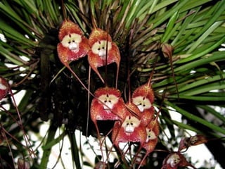 http://en.wikipedia.org/wiki/Dracula_(orchid)
  http://en.wikipedia.org/wiki/Orchis_simia
 