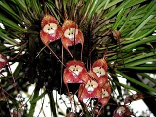 Majom orchidea