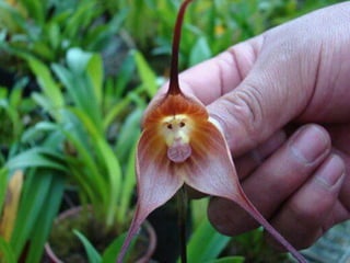 Majom orchidea