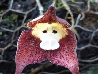 Majom orchidea