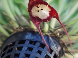 Majom orchidea