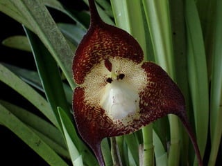 Majom orchidea