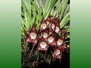Majom orchidea