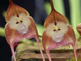 Majom orchidea