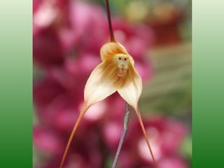 Majom orchidea