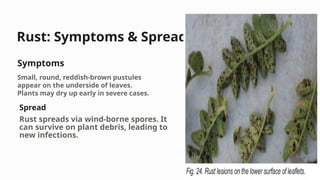Major-Chickpea-Diseases and their management.pptx