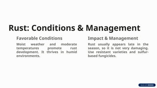 Major-Chickpea-Diseases and their management.pptx