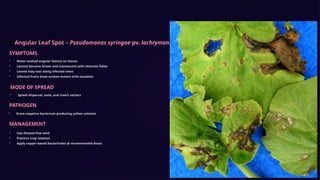 Major-Diseases-of-Cucurbits and its management | PPTX