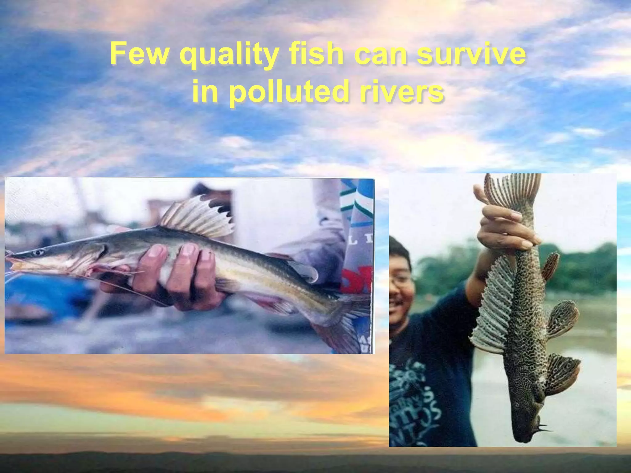 Few quality fish can survive
in polluted rivers