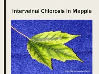 Major abnormalities in plants | PPTX