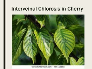 Major abnormalities in plants | PPTX