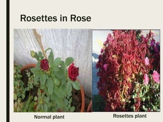 Distorted Rose Major abnormalities in plants | PPTX