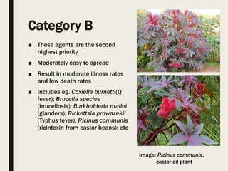 Category B
■ These agents are the second
highest priority
■ Moderately easy to spread
■ Result in moderate illness rates
and low death rates
■ Includes eg. Coxiella burnetti(Q
fever); Brucella species
(brucellosis); Burkholderia mallei
(glanders); Rickettsia prowazekii
(Typhus fever); Ricinus communis
(ricintoxin from castor beans); etc
Image: Ricinus communis,
castor oil plant
 