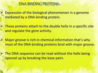 DNA BINDING PROTEINS:-
 Expression of the biological phenomenon in a genome
mediated by a DNA binding protein.
 These proteins attach to the double helix in a specific site
and regulate the gene activity.
 Major groove is rich in chemical information that's why
most of the DNA binding proteins bind with major groove.
 The DNA sequence can be read without the helix being
opened up by breaking the base pairs.
 