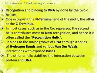 Helix-turn-helix: A DNA binding structure:-
 Recognition and binding to DNA by done by the two α
helices,
 One occupying the N-Terminal end of the motif, the other
at the C-Terminus.
 In most cases, such as in the Cro repressor, the second
helix contributes most to DNA recognition, and hence it is
often called the “Recognition Helix".
 It binds to the major groove of DNA through a series
of Hydrogen Bonds and various Van Der Waals
interactions with exposed Bases.
 The other α helix stabilizes the interaction between
protein and DNA.
 