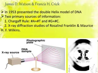James D. Watson & Francis H. Crick
 In 1953 presented the double Helix model of DNA
 Two primary sources of information:
1. Chargaff Rule: #A#T and #G#C.
2. X-ray diffraction studies of Rosalind Franklin & Maurice
H. F. Wilkins.
 