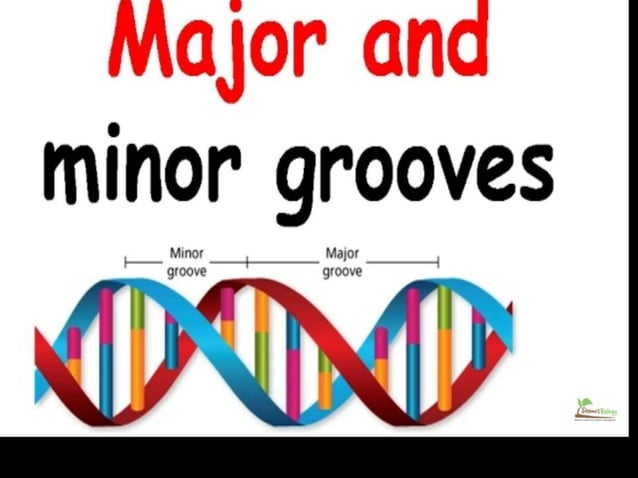 Significance Of Major And Minor Grooves In Dna