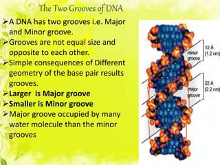 The Two Grooves of DNA
A DNA has two grooves i.e. Major
and Minor groove.
Grooves are not equal size and
opposite to each other.
Simple consequences of Different
geometry of the base pair results
grooves.
Larger is Major groove
Smaller is Minor groove
Major groove occupied by many
water molecule than the minor
grooves
 