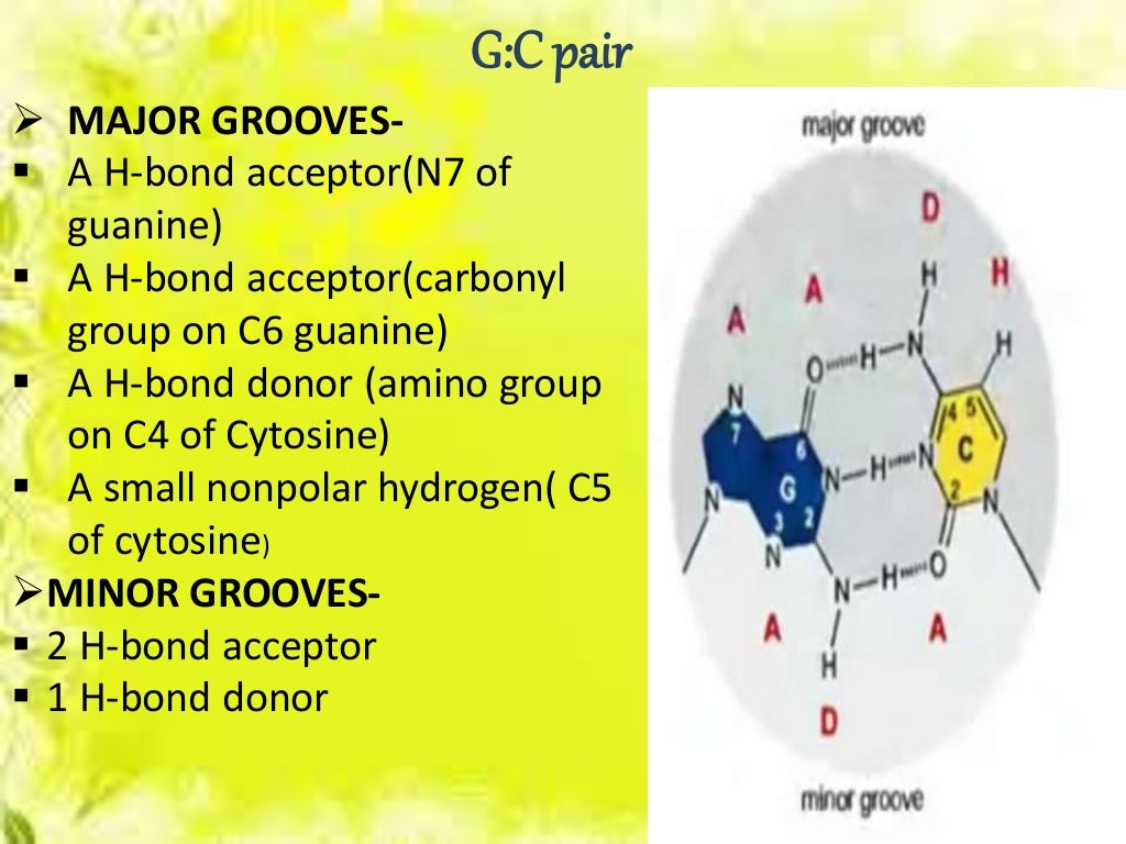 Major and minor grooves dna