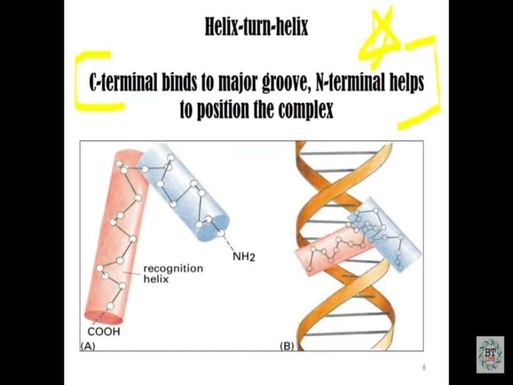 Major and minor grooves dna
