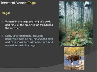 Terrestrial Biomes: TaigaTaiga:Winters in the taiga are long and cold, and most of the precipitation falls during the summer.Many large mammals, including herbivores such as elk, moose and deer and carnivores such as bears, lynx, and wolverine live in the taiga.