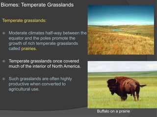 Biomes: Temperate GrasslandsTemperate grasslands:Moderate climates half-way between the equator and the poles promote the growth of rich temperate grasslands called prairies.Temperate grasslands once covered much of the interior of North America.Such grasslands are often highly productive when converted to agricultural use.Buffalo on a prairie