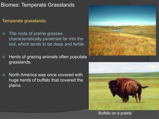 Biomes: Temperate GrasslandsTemperate grasslands:The roots of prairie grasses characteristically penetrate far into the soil, which tends to be deep and fertile. Herds of grazing animals often populate grasslands.North America was once covered with huge herds of buffalo that covered the plains.Buffalo on a prairie