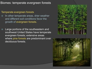 Biomes: temperate evergreen forestsTemperate evergreen forestsIn other temperate areas, drier weather and different soil conditions favor the growth of evergreen forests.Large portions of the southeastern and southwest United States have temperate evergreen forests; extensive areas where pine forests are predominant over deciduous forests.
