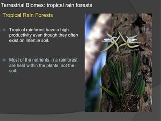 Terrestrial Biomes: tropical rain forestsTropical Rain ForestsTropical rainforest have a high productivity even though they often exist on infertile soil.Most of the nutrients in a rainforest are held within the plants, not the soil.
