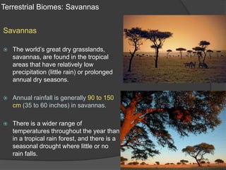 Terrestrial Biomes: SavannasSavannasThe world’s great dry grasslands, savannas, are found in the tropical areas that have relatively low precipitation (little rain) or prolonged annual dry seasons.Annual rainfall is generally 90 to 150 cm (35 to 60 inches) in savannas.There is a wider range of temperatures throughout the year than in a tropical rain forest, and there is a seasonal drought where little or no rain falls.