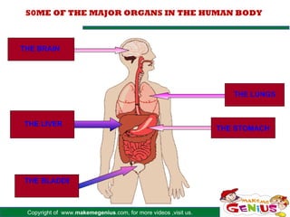 Copyright of www.makemegenius.com, for more videos ,visit us.
S0ME OF THE MAJOR ORGANS IN THE HUMAN BODY
THE BRAIN
THE LUNGS
THE LIVER
THE STOMACH
THE BLADDER
 