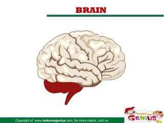 Copyright of www.makemegenius.com, for more videos ,visit us.
BRAIN
 