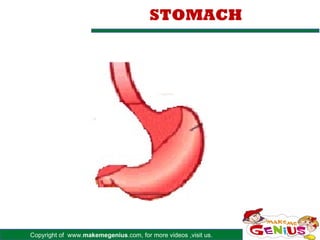 Copyright of www.makemegenius.com, for more videos ,visit us.
STOMACH
 