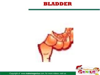 Copyright of www.makemegenius.com, for more videos ,visit us.
BLADDER
 