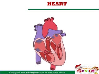Copyright of www.makemegenius.com, for more videos ,visit us.
HEART
 