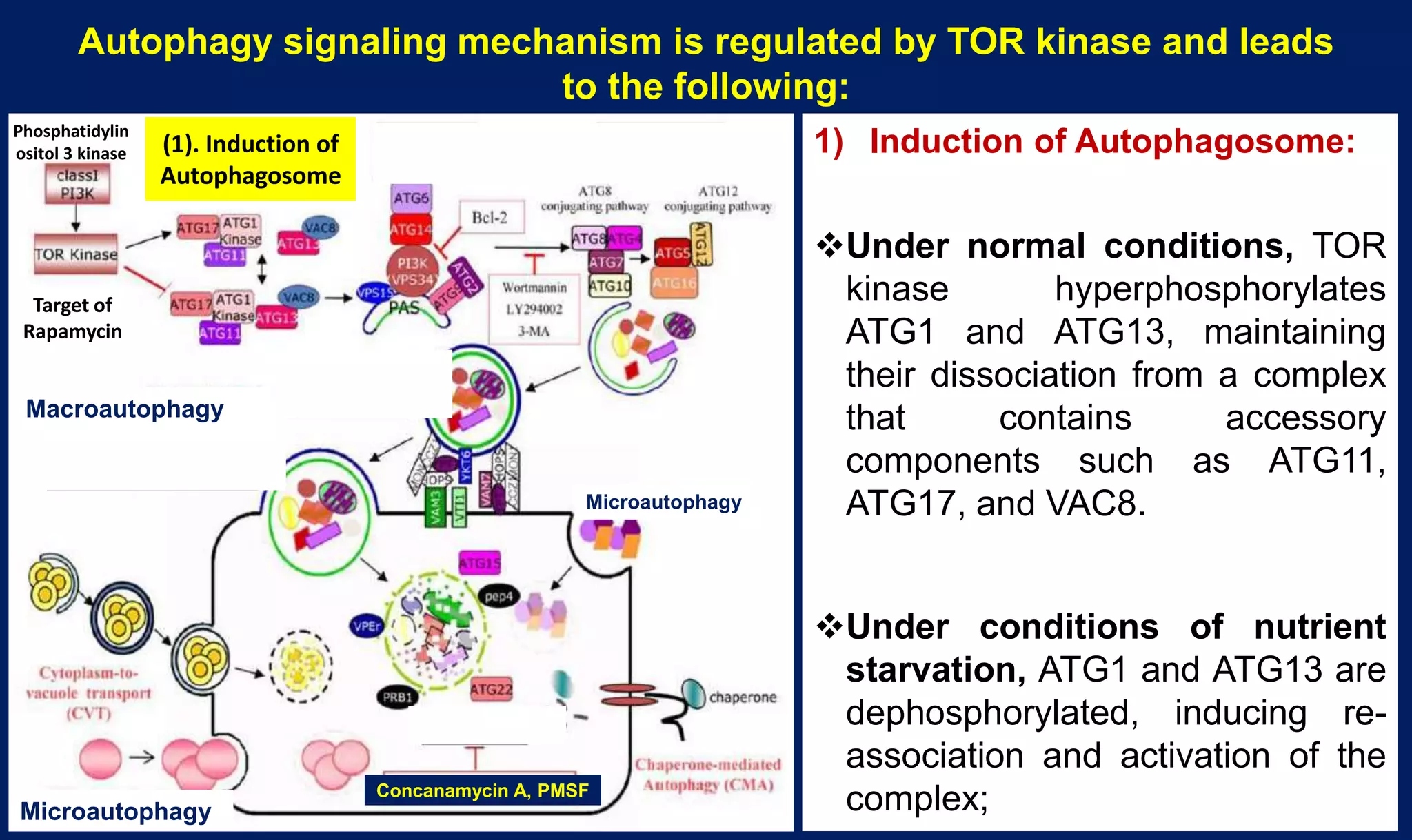 Molecular mechanisms of Autophagy and its Role in Plant Immunity ...
