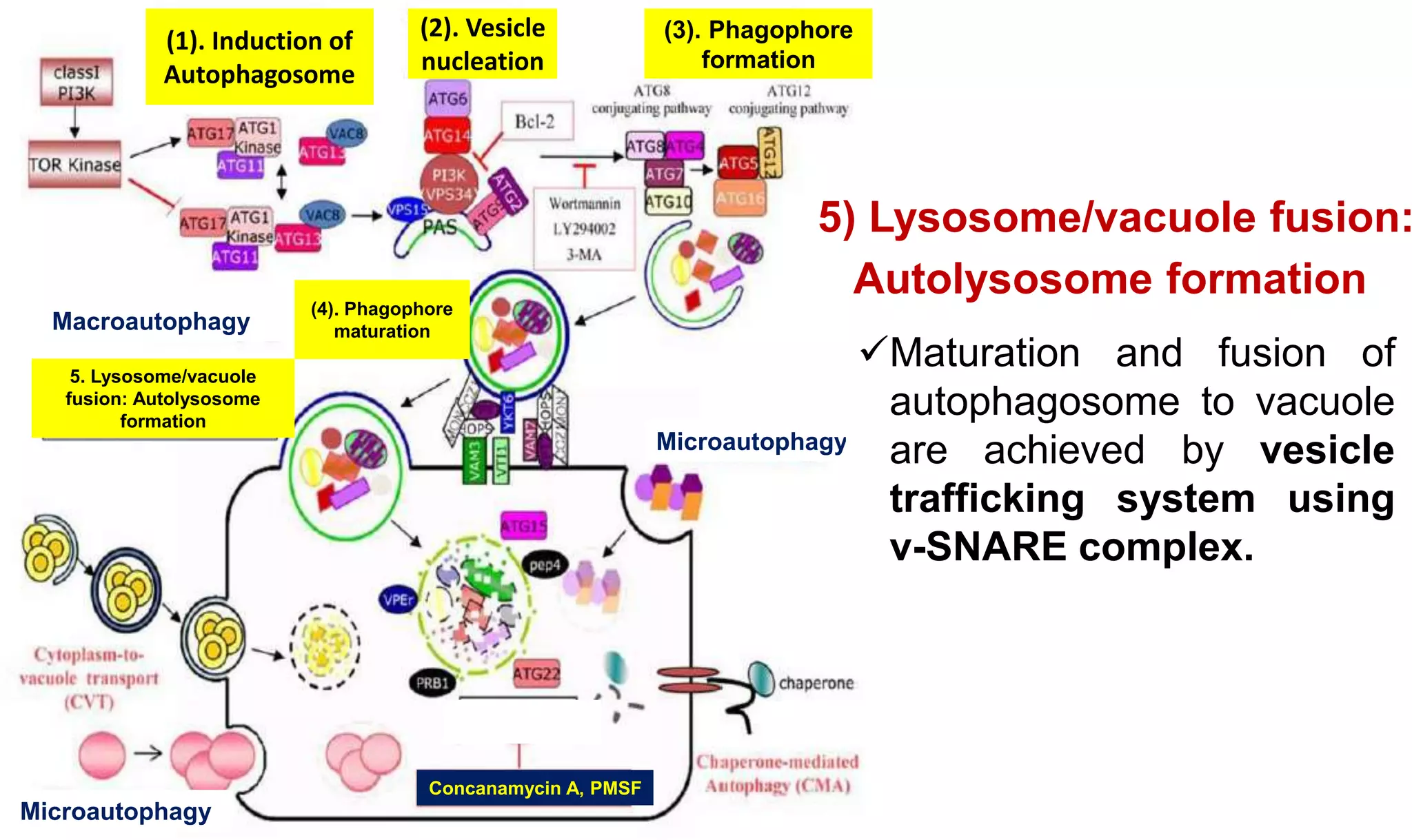 Molecular mechanisms of Autophagy and its Role in Plant Immunity ...