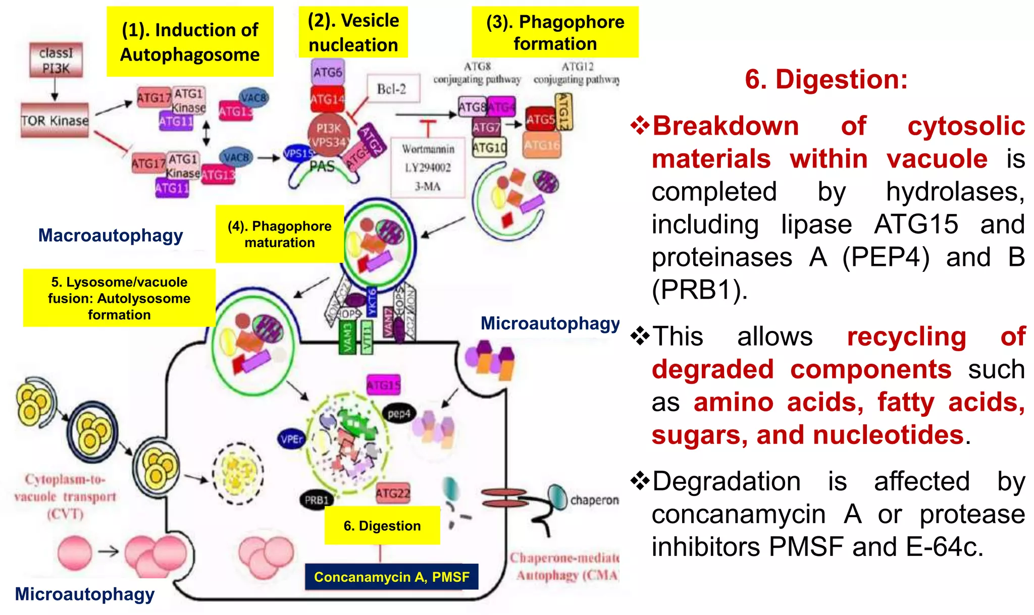 Molecular mechanisms of Autophagy and its Role in Plant Immunity ...