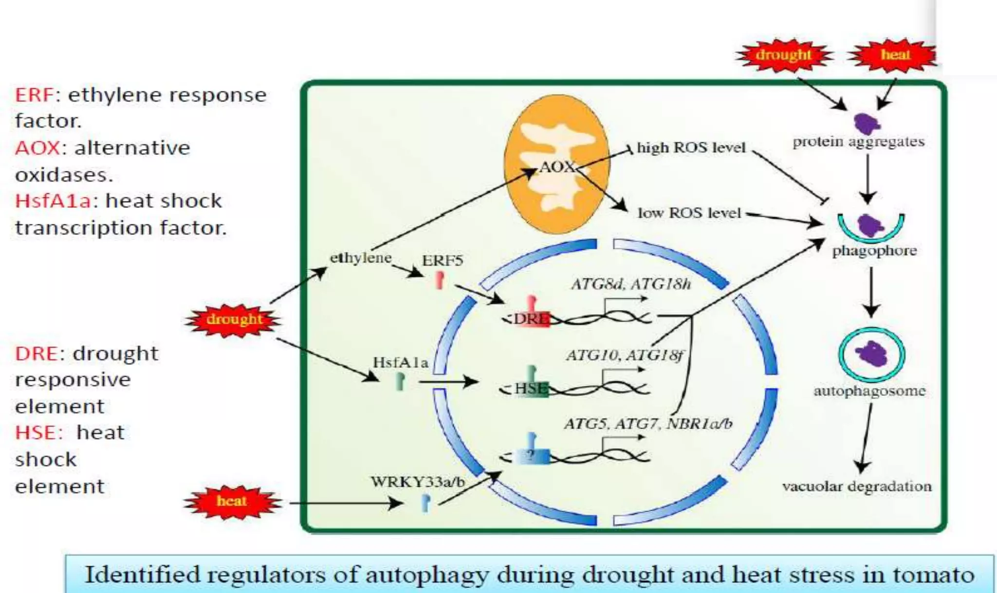 Molecular mechanisms of Autophagy and its Role in Plant Immunity ...