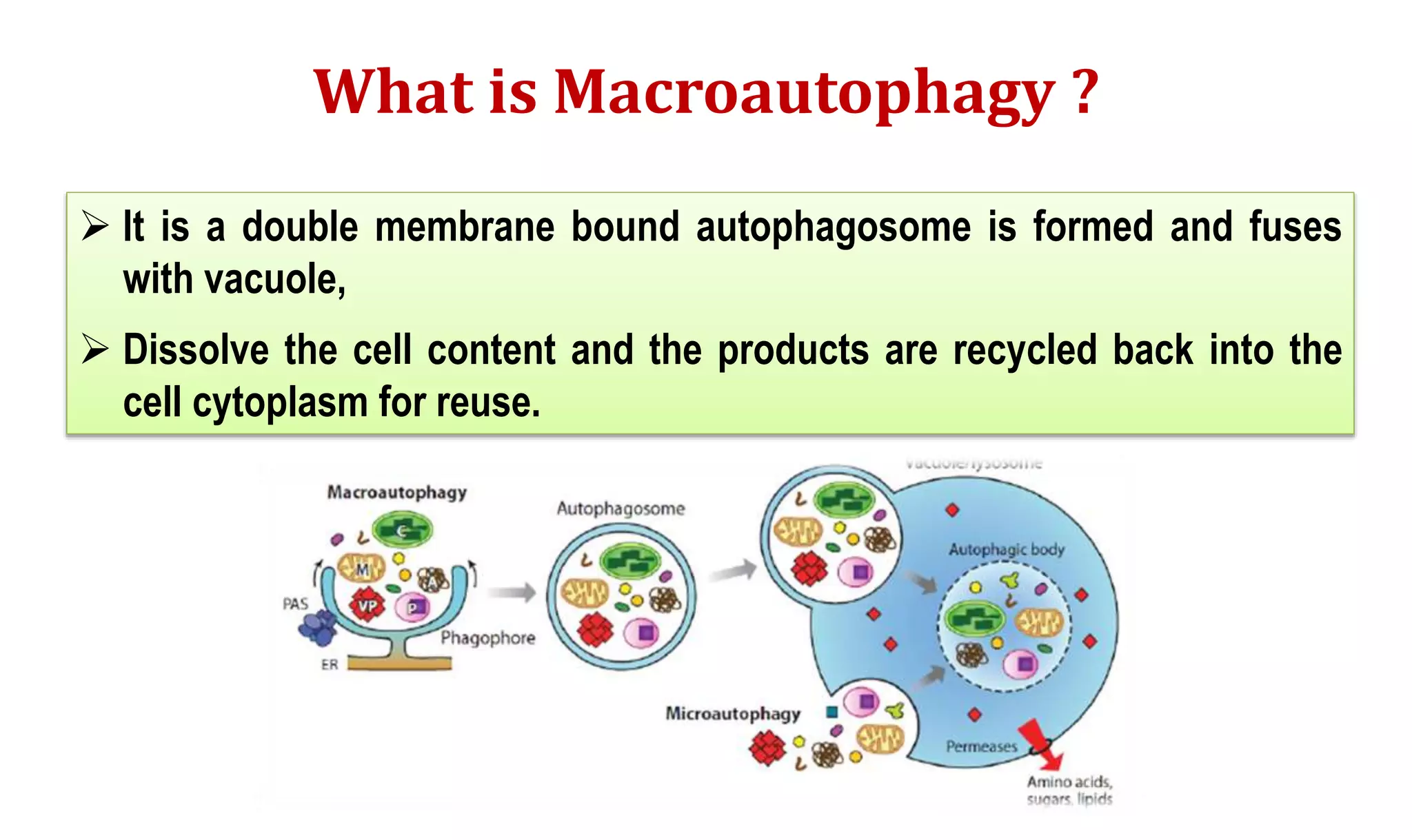 Molecular mechanisms of Autophagy and its Role in Plant Immunity ...