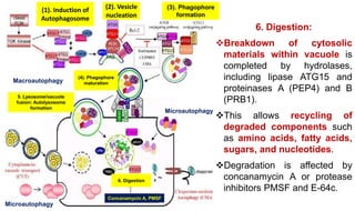 Molecular mechanisms of Autophagy and its Role in Plant Immunity ...