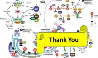 Molecular mechanisms of Autophagy and its Role in Plant Immunity ...