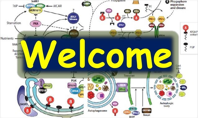 Molecular Mechanisms Of Autophagy And Its Role In Plant Immunity Syst