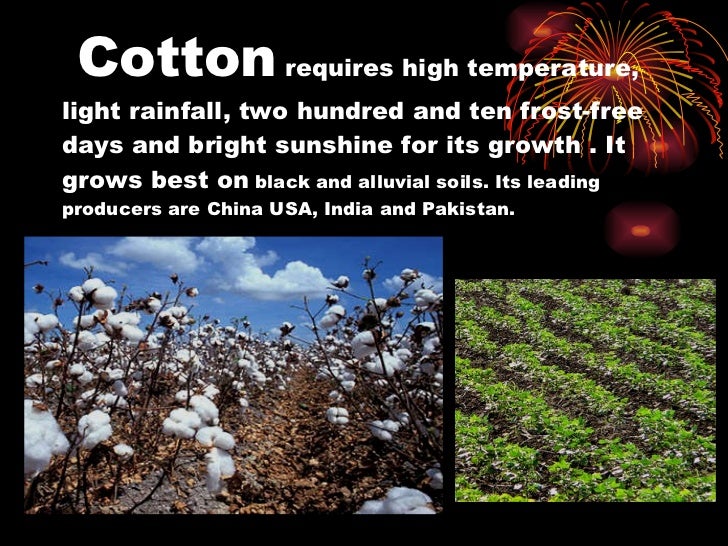 major crops of india powerpoint presentation crops ppt